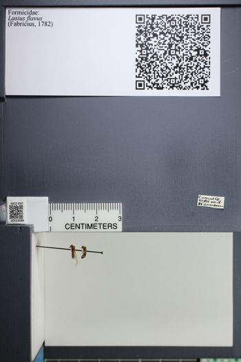 Media type: image;   Entomology 533086